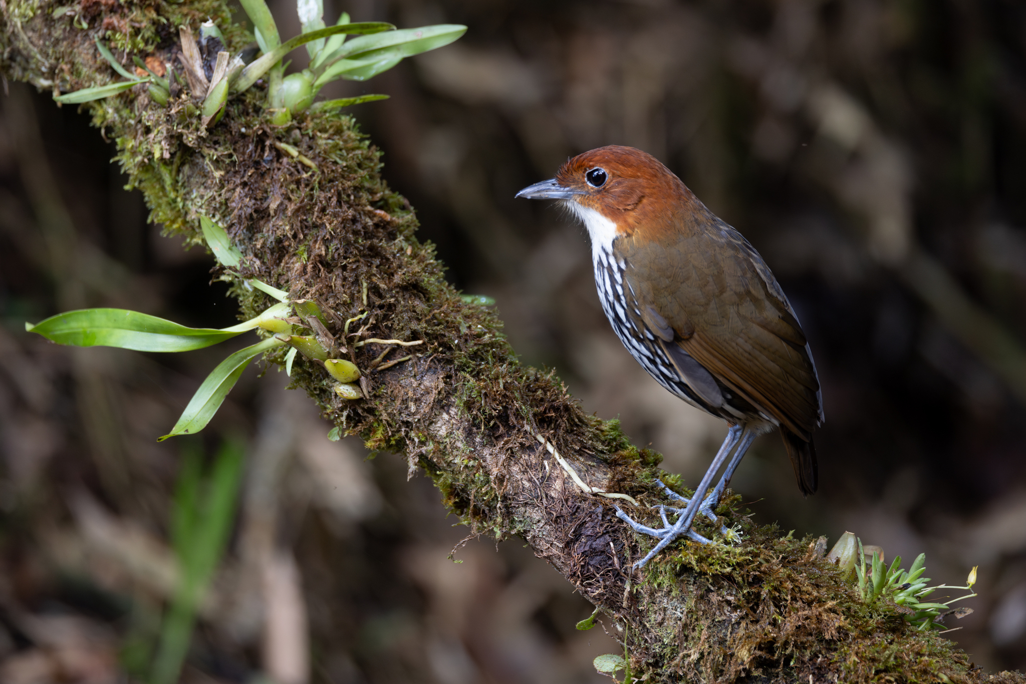 Chestnut-crowned Antpitta (Grallaria ruficapilla), photo 10
