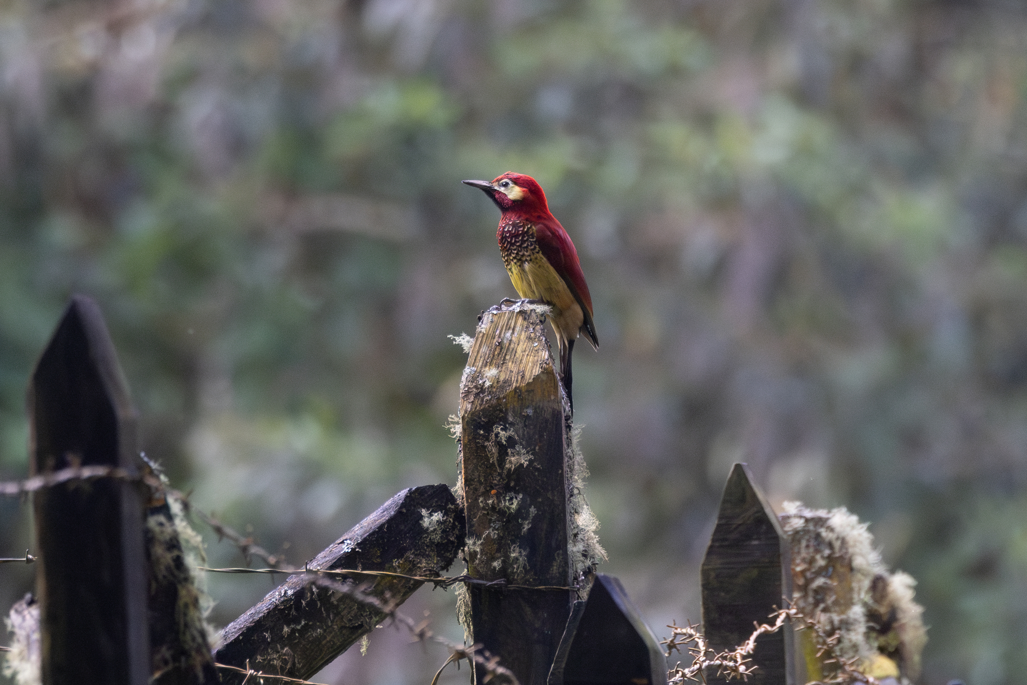 Crimson-mantled Woodpecker (Colaptes rivolii), photo 6