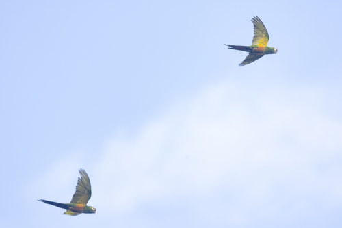 Golden-plumed Parakeet (Leptosittaca branickii)