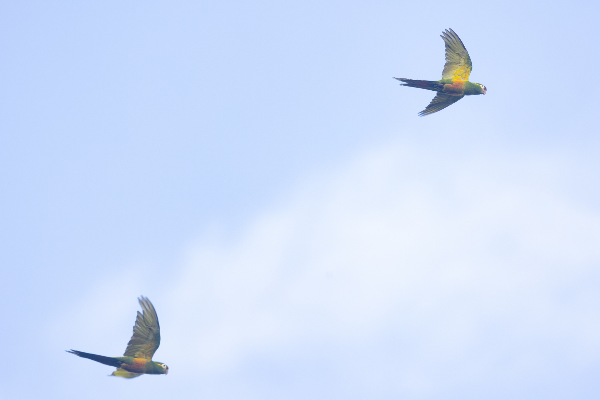Golden-plumed Parakeet (Leptosittaca branickii), photo 1