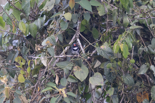 Masked Saltator (Saltator cinctus), photo 2