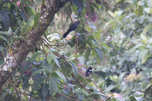 Masked Saltator (Saltator cinctus), photo 4