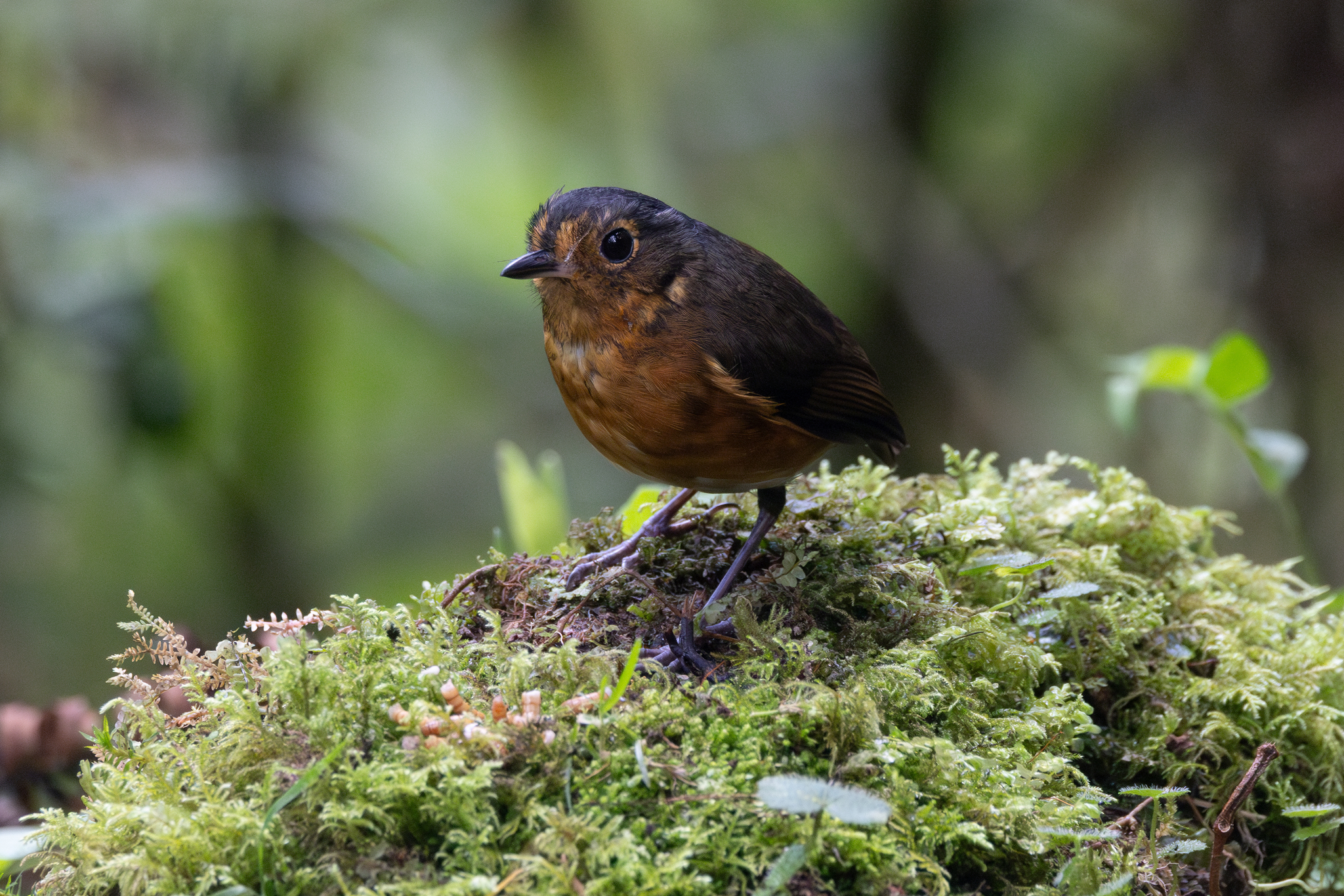Slaty-crowned Antpitta (Grallaricula nana), photo 3