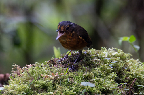 Slaty-crowned Antpitta (Grallaricula nana), photo 4