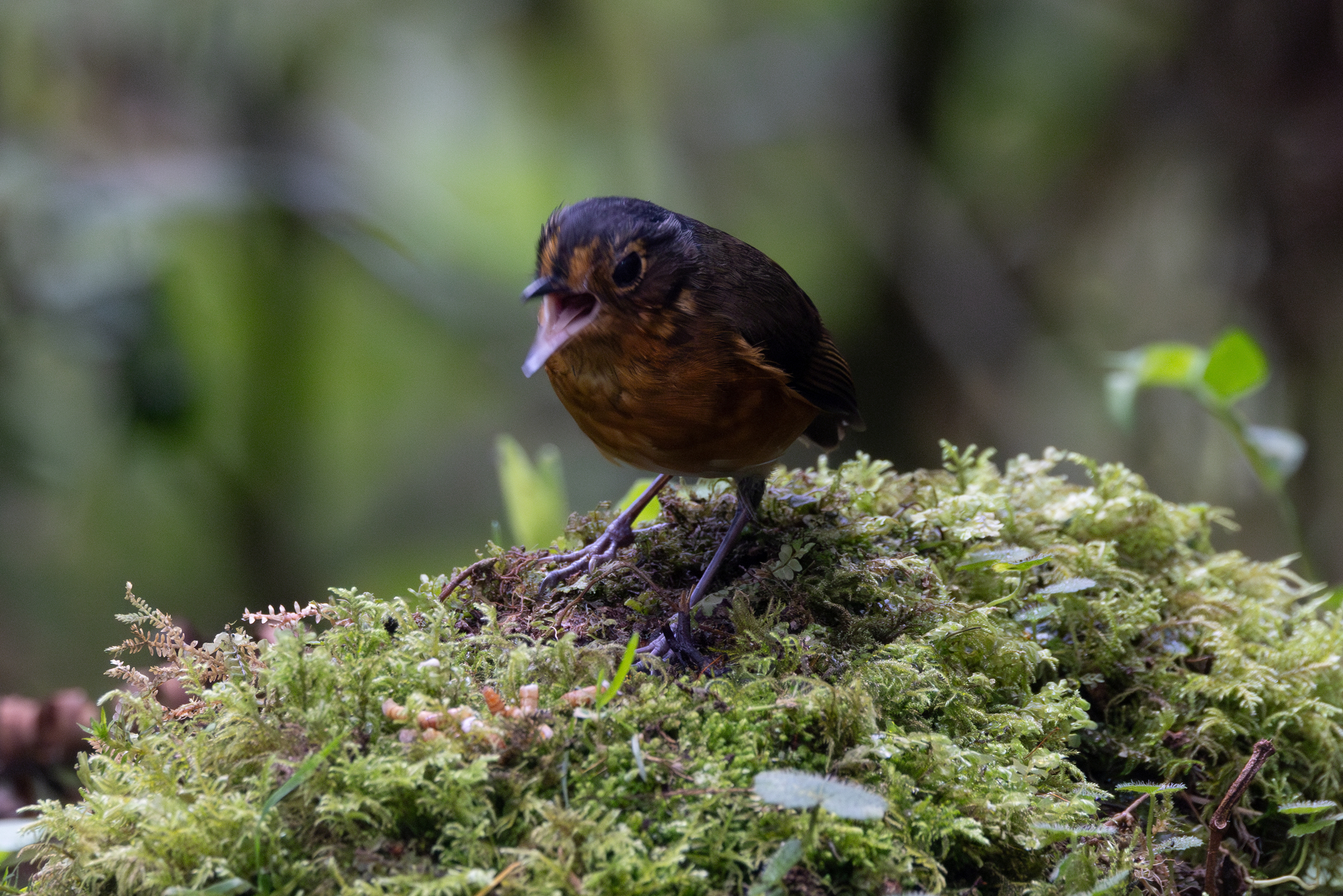 Slaty-crowned Antpitta (Grallaricula nana), photo 4