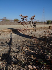 Limonium californicum