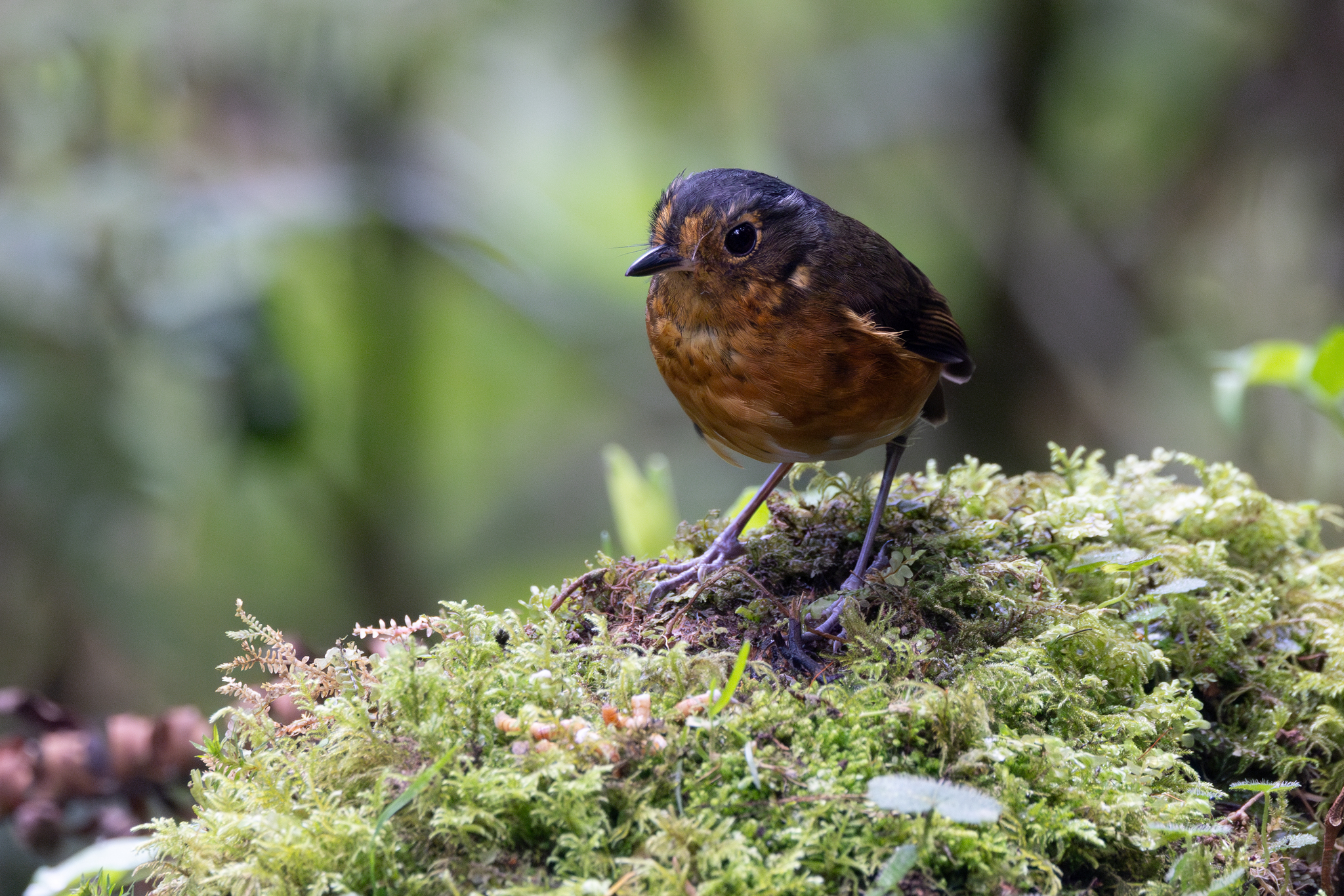 Slaty-crowned Antpitta (Grallaricula nana), photo 5