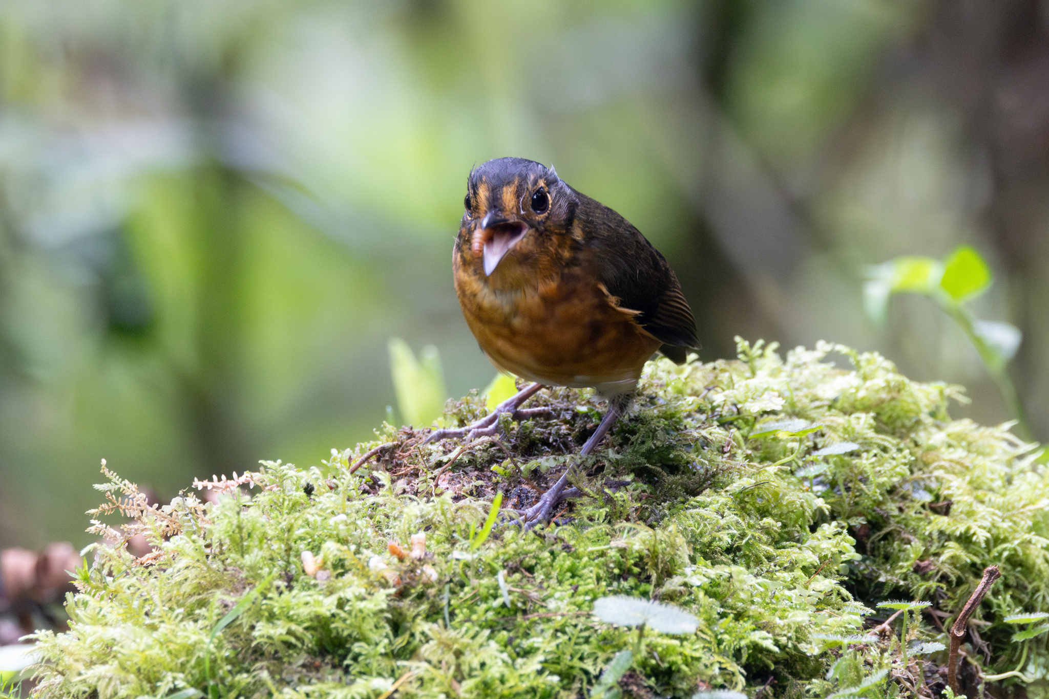 Slaty-crowned Antpitta (Grallaricula nana), photo 6