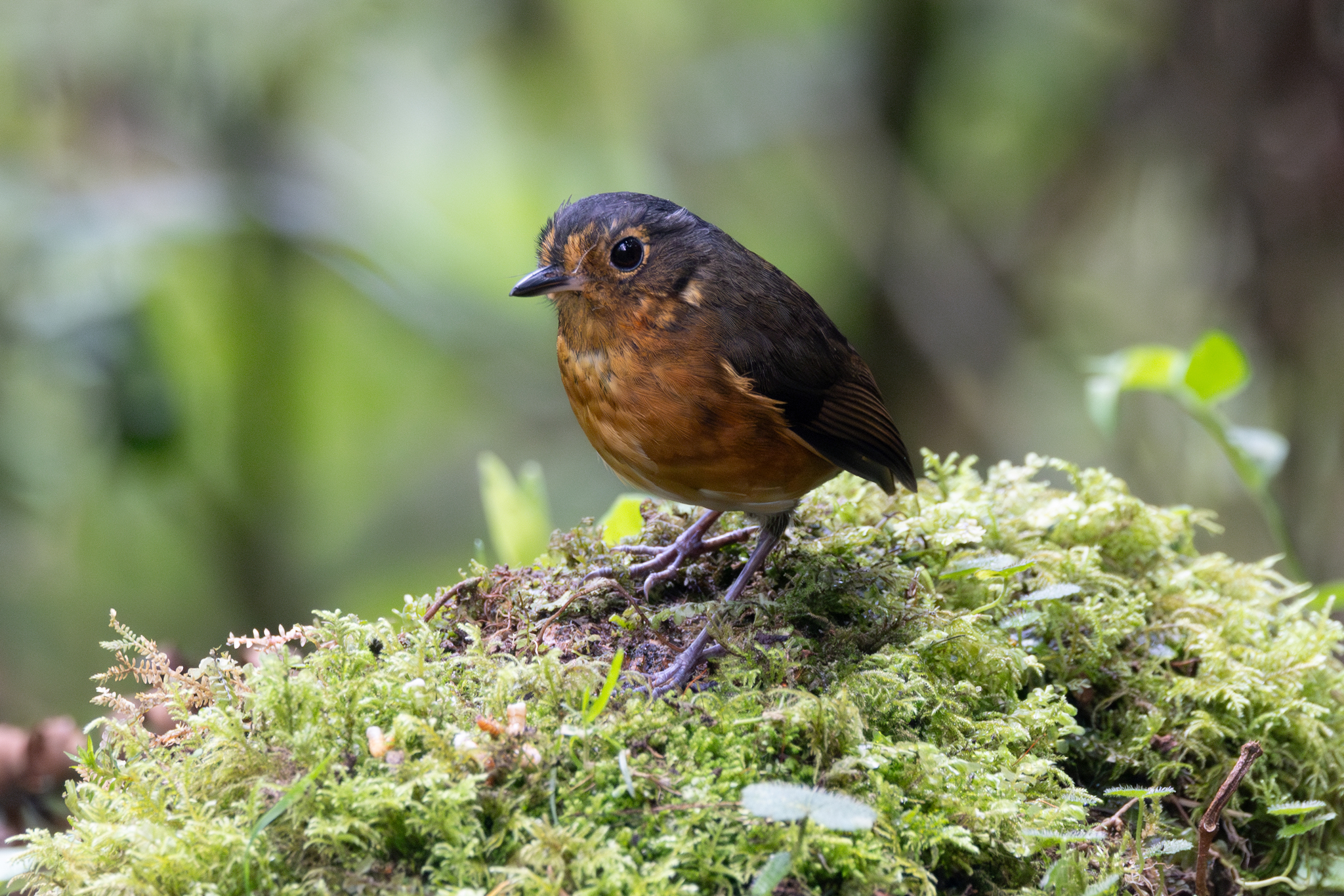Slaty-crowned Antpitta (Grallaricula nana), photo 7