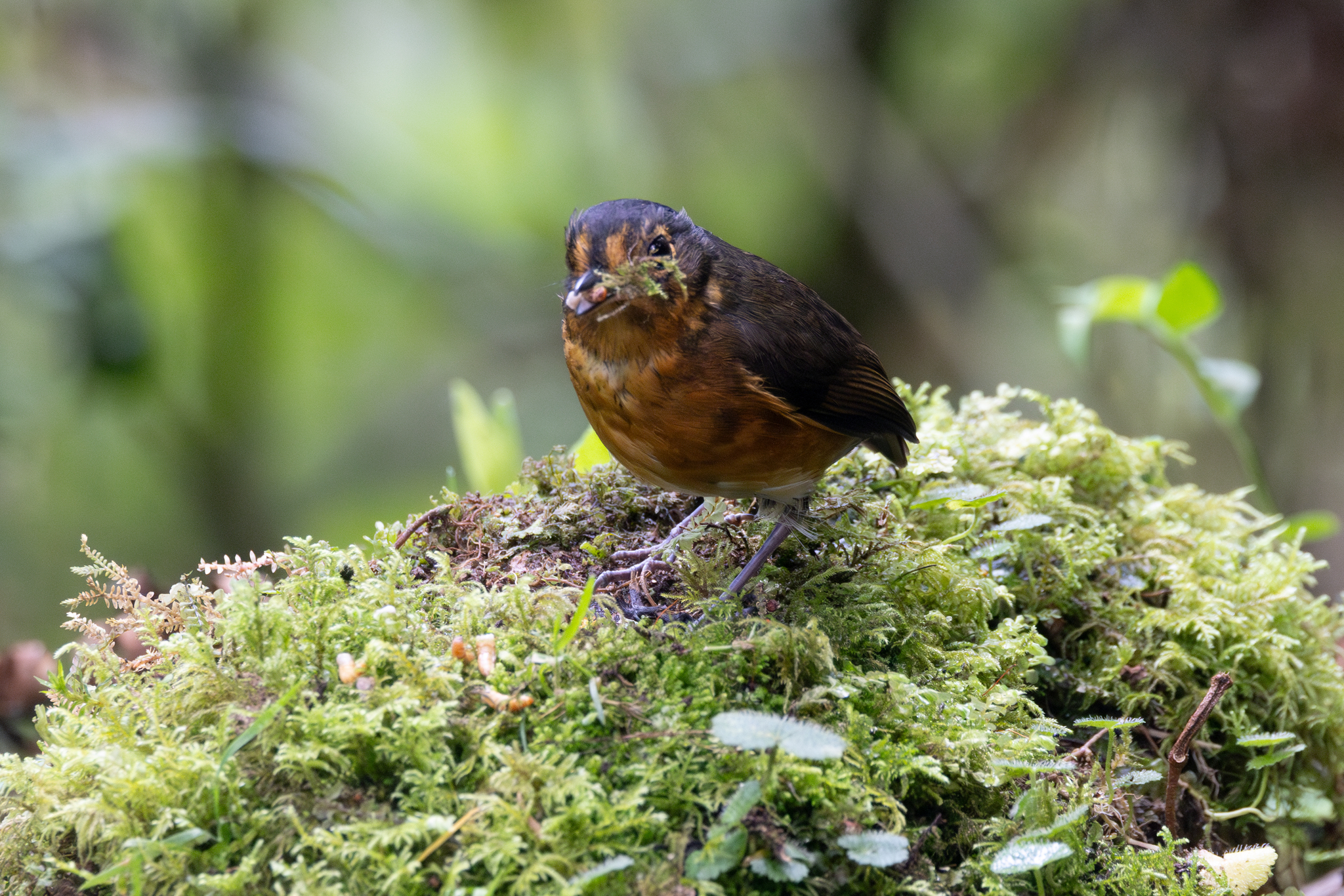 Slaty-crowned Antpitta (Grallaricula nana), photo 8