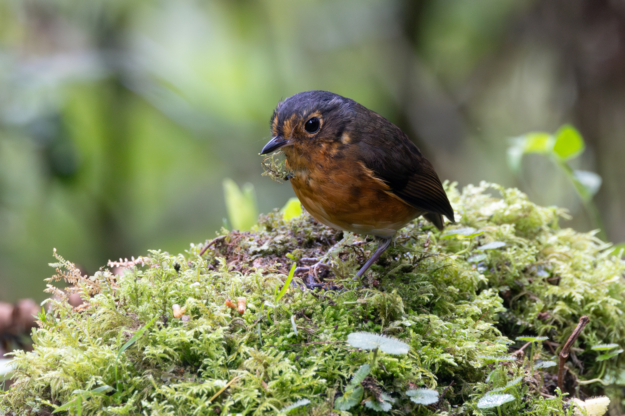 Slaty-crowned Antpitta (Grallaricula nana), photo 9