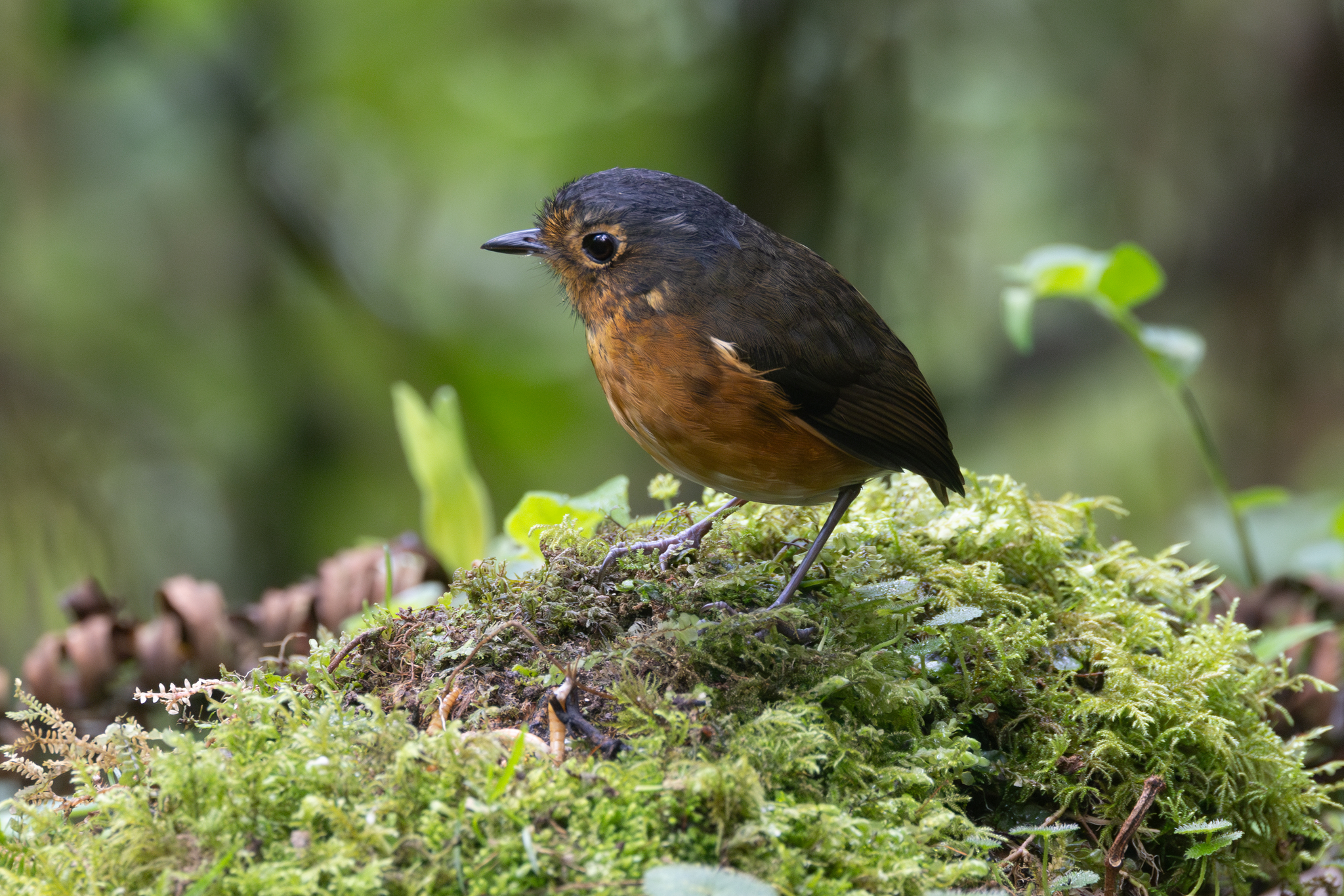 Slaty-crowned Antpitta (Grallaricula nana), photo 10