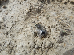 Anthophora edwardsii