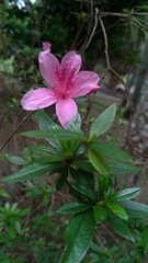 Rhododendron kanehirai