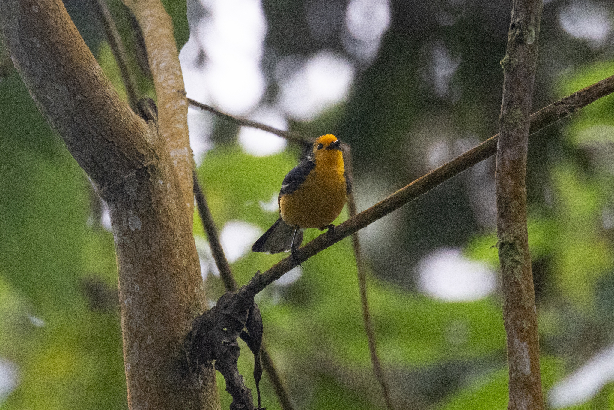 Golden-fronted Whitestart (Myioborus ornatus), photo 5