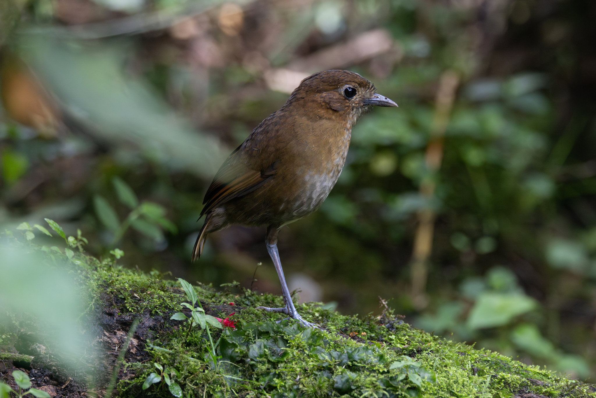 Brown-banded Antpitta (Grallaria milleri), photo 2