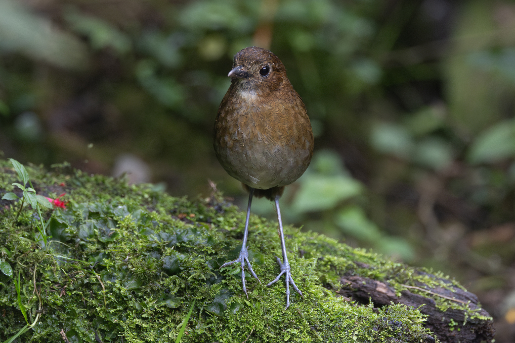 Brown-banded Antpitta (Grallaria milleri), photo 3