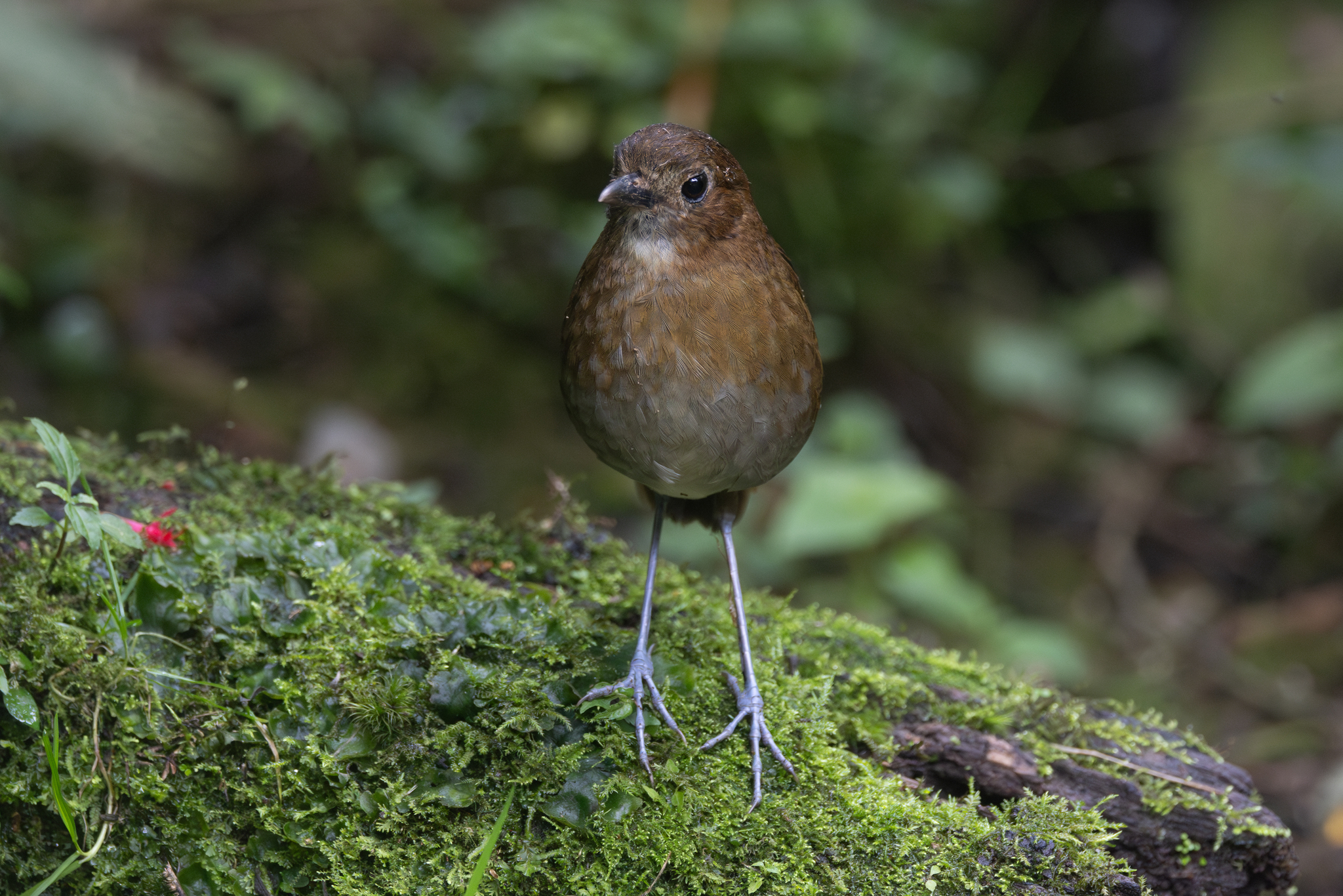Brown-banded Antpitta (Grallaria milleri), photo 4