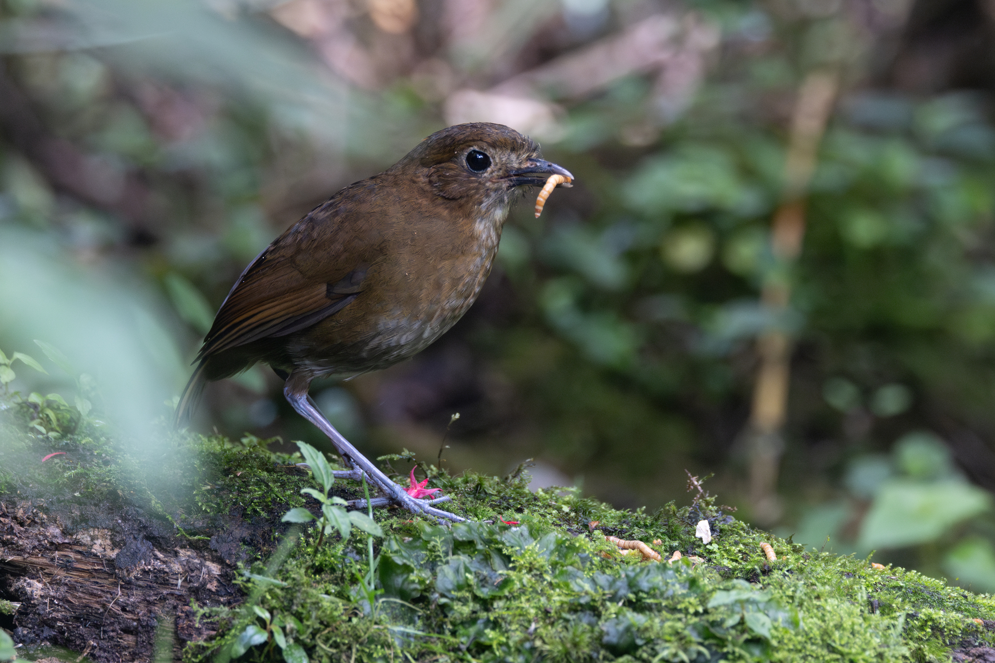 Brown-banded Antpitta (Grallaria milleri), photo 5