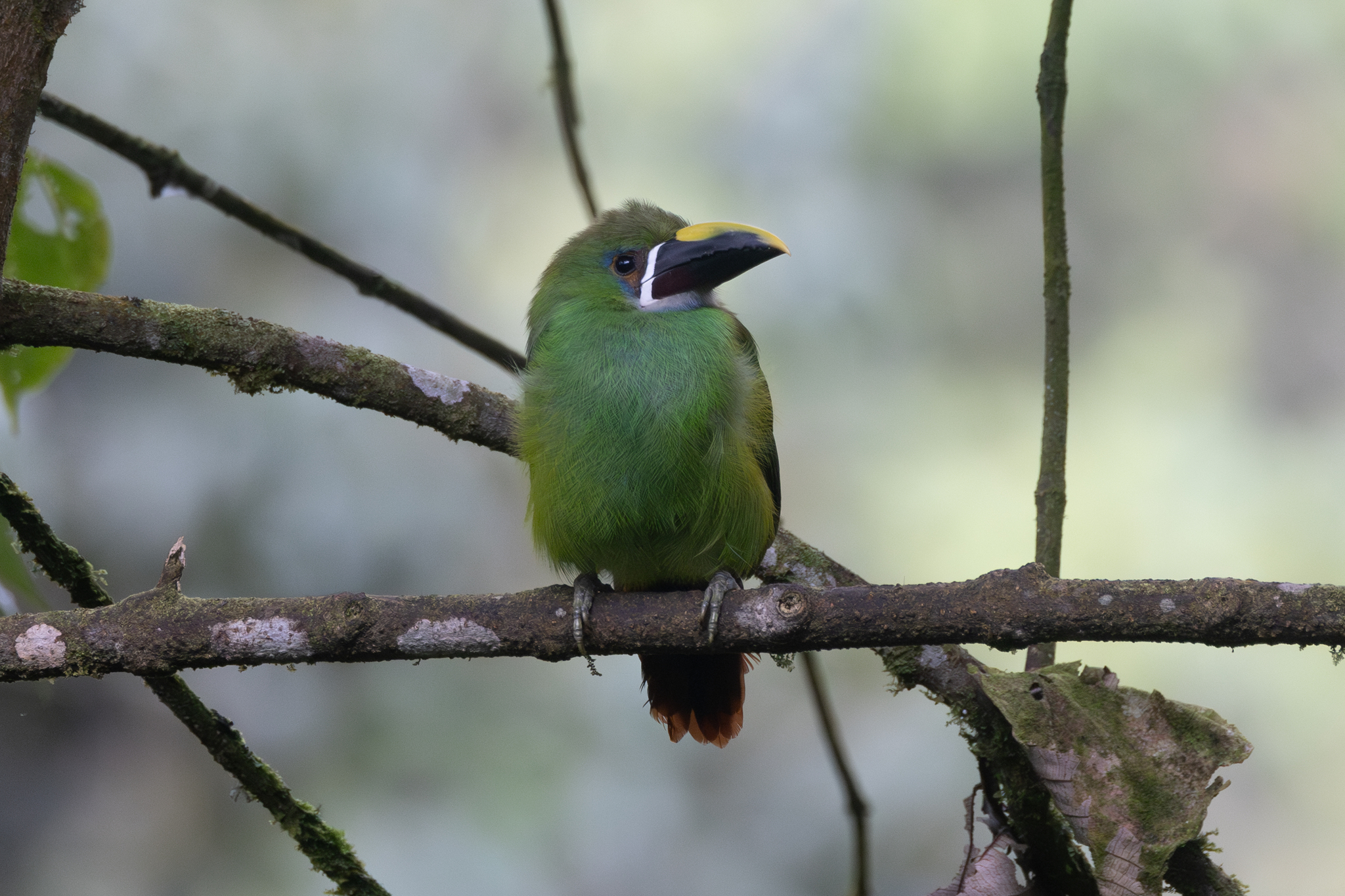 Southern Emerald Toucanet (Aulacorhynchus albivitta), photo 8