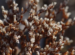Limonium californicum