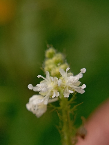 Croton hirtus