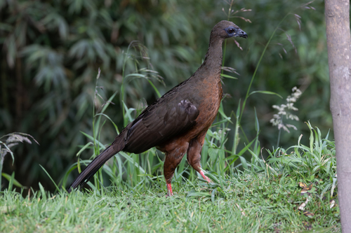 Sickle-winged Guan (Chamaepetes goudotii), photo 7
