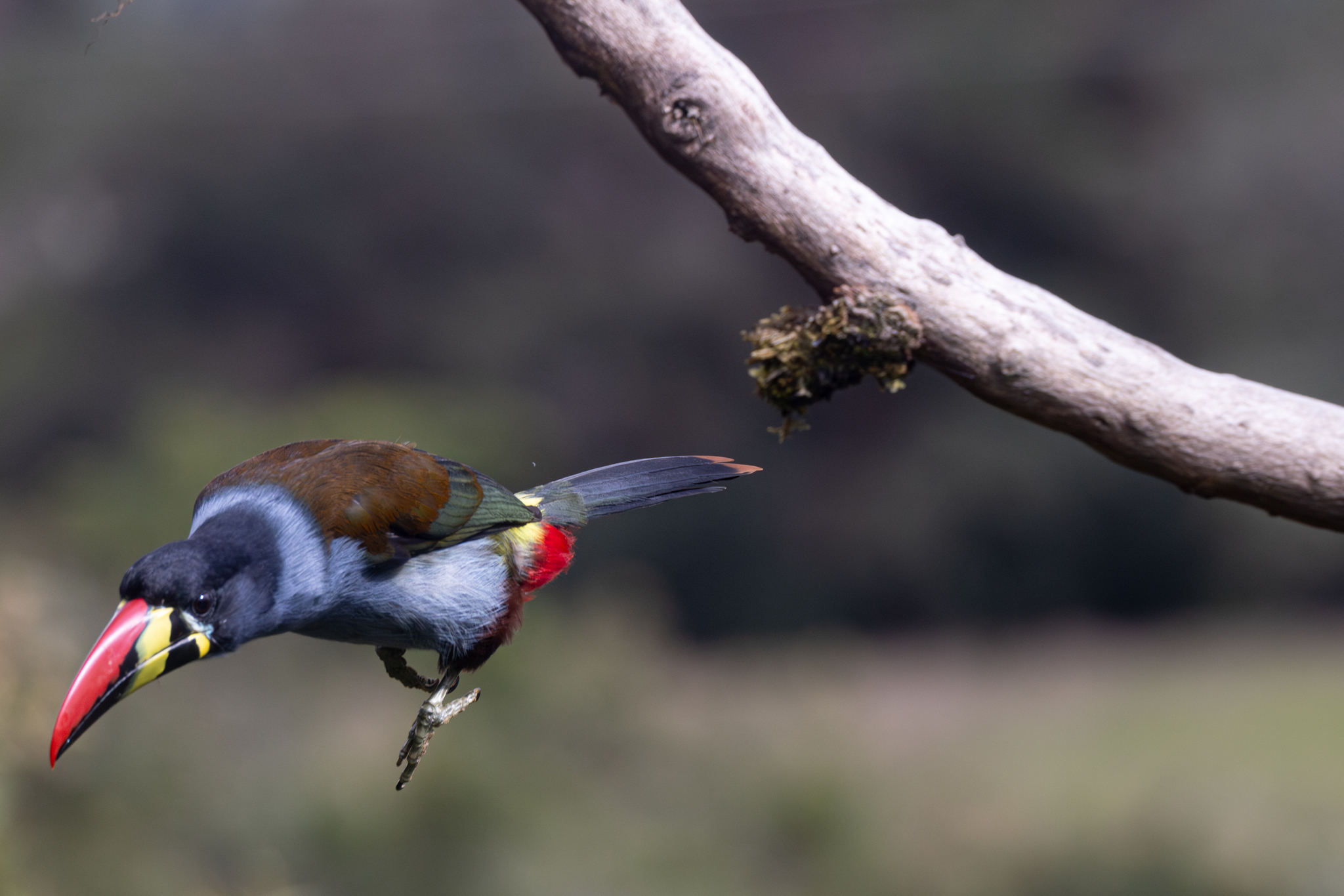 Grey-breasted Mountain Toucan (Andigena hypoglauca), photo 4