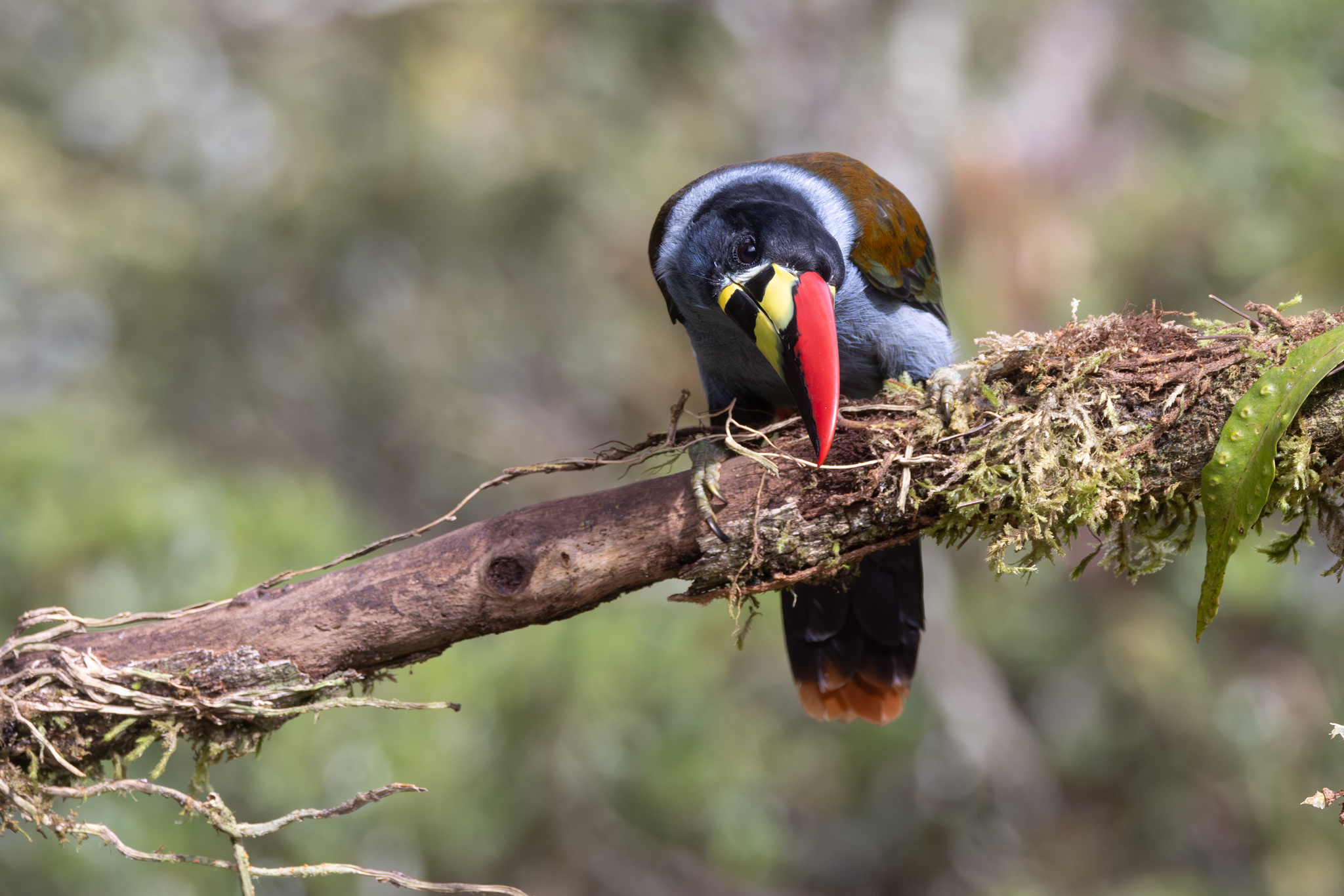 Grey-breasted Mountain Toucan (Andigena hypoglauca), photo 5