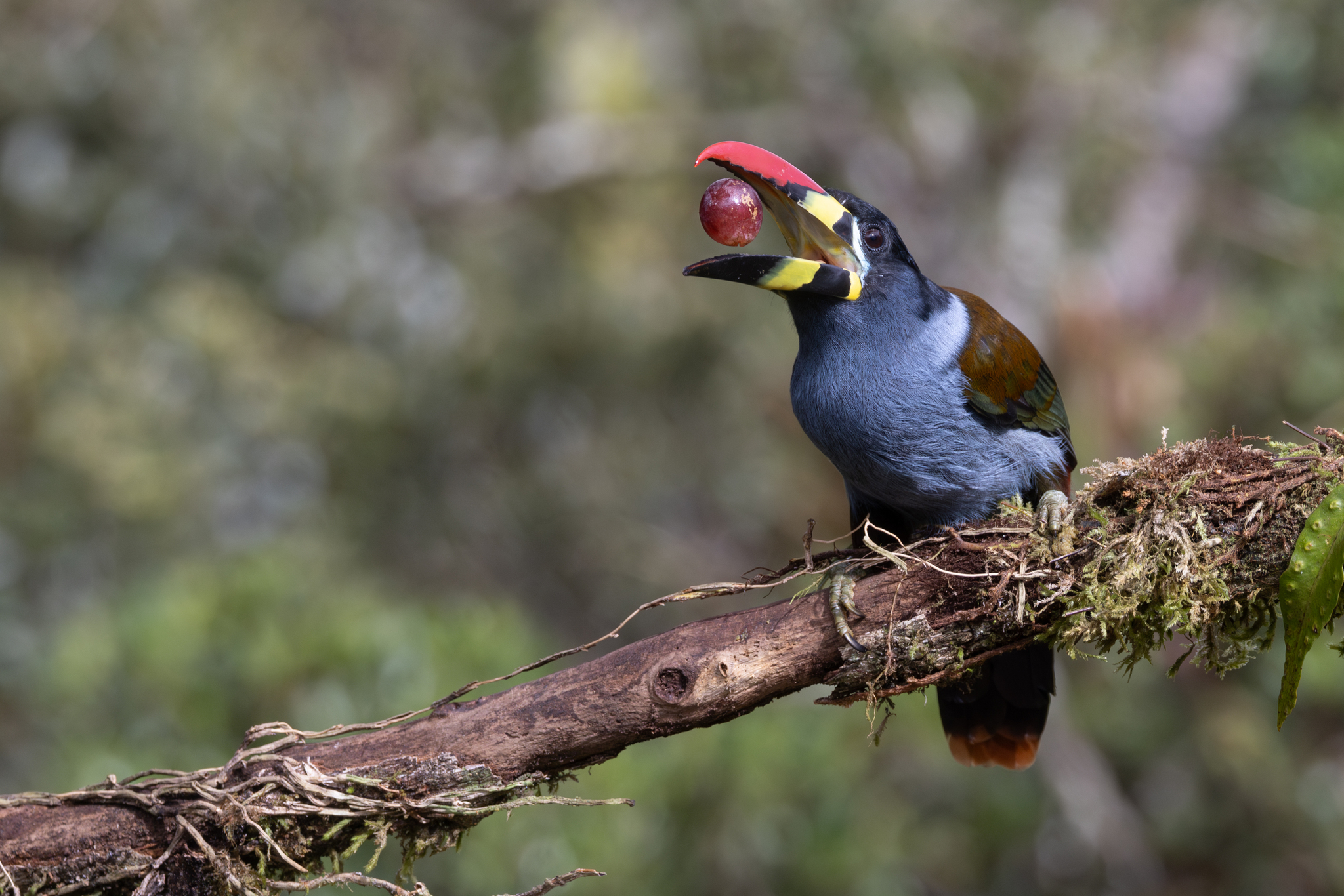 Grey-breasted Mountain Toucan (Andigena hypoglauca), photo 9