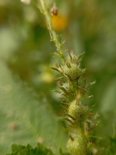Croton hirtus, photograph 2