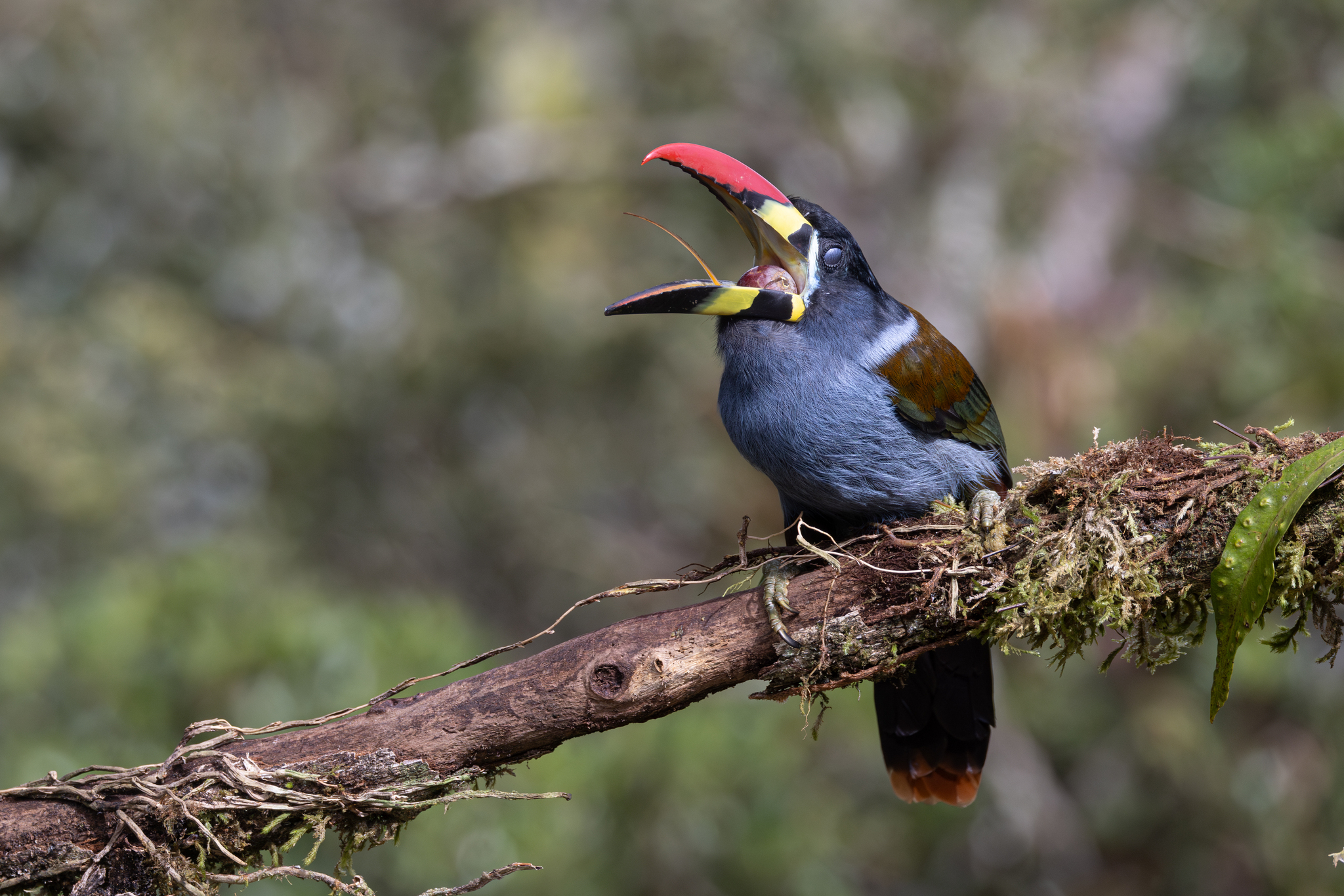 Grey-breasted Mountain Toucan (Andigena hypoglauca), photo 10