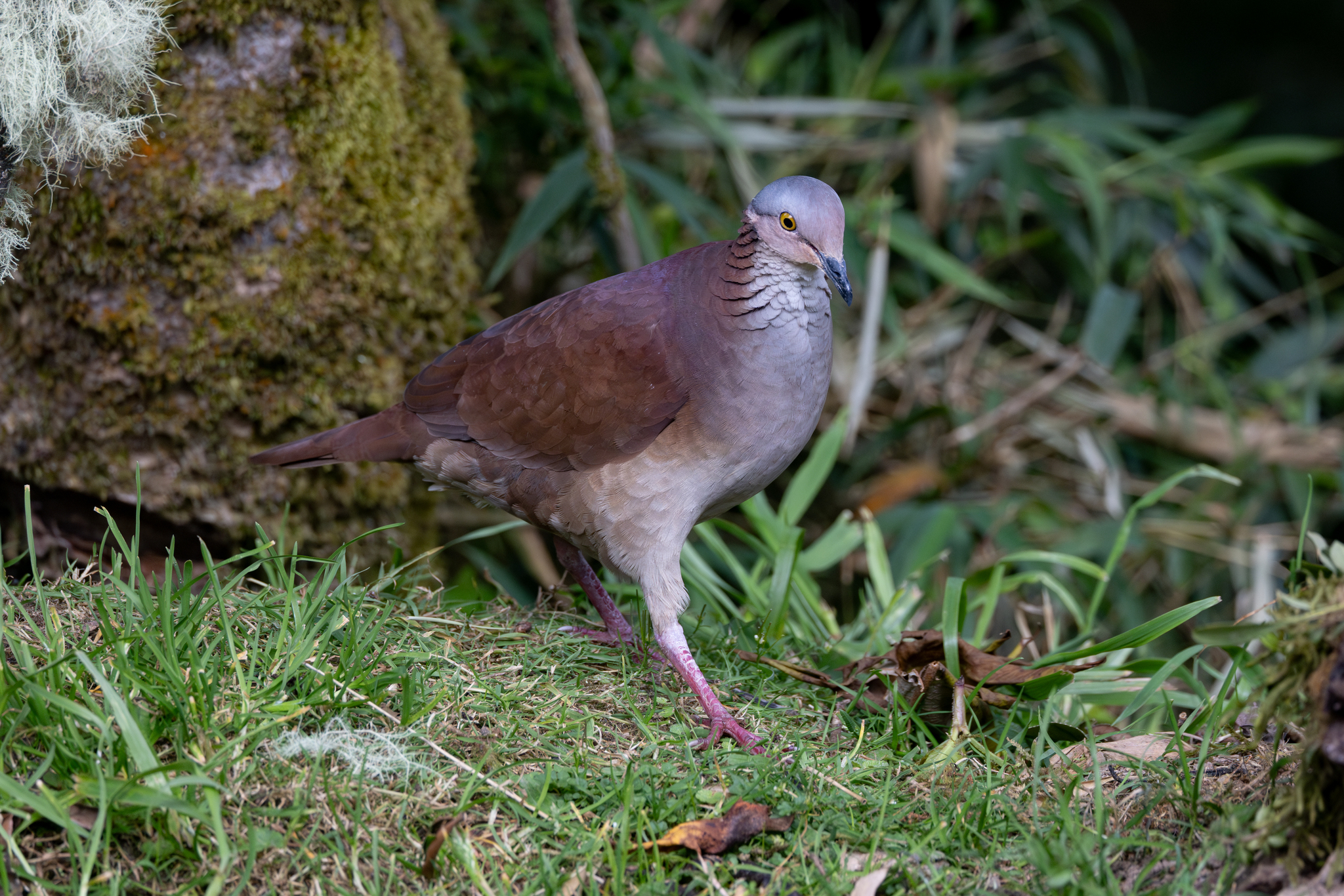 White-throated Quail-Dove (Zentrygon frenata), photo 5
