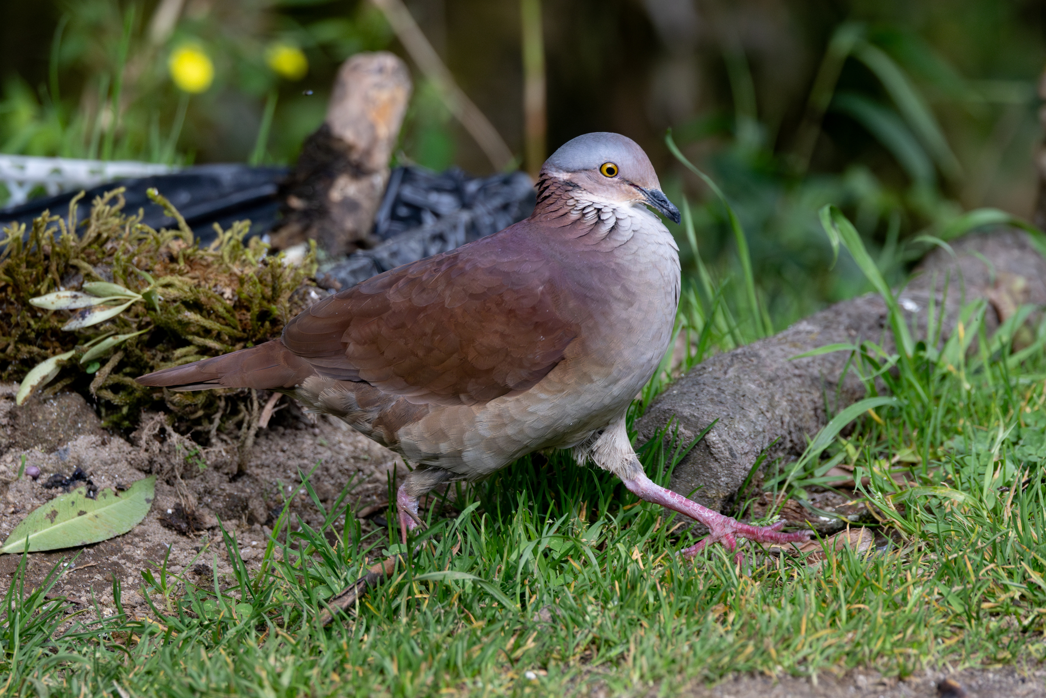 White-throated Quail-Dove (Zentrygon frenata), photo 2