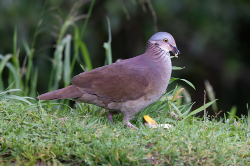 White-throated Quail-Dove (Zentrygon frenata), photo 5
