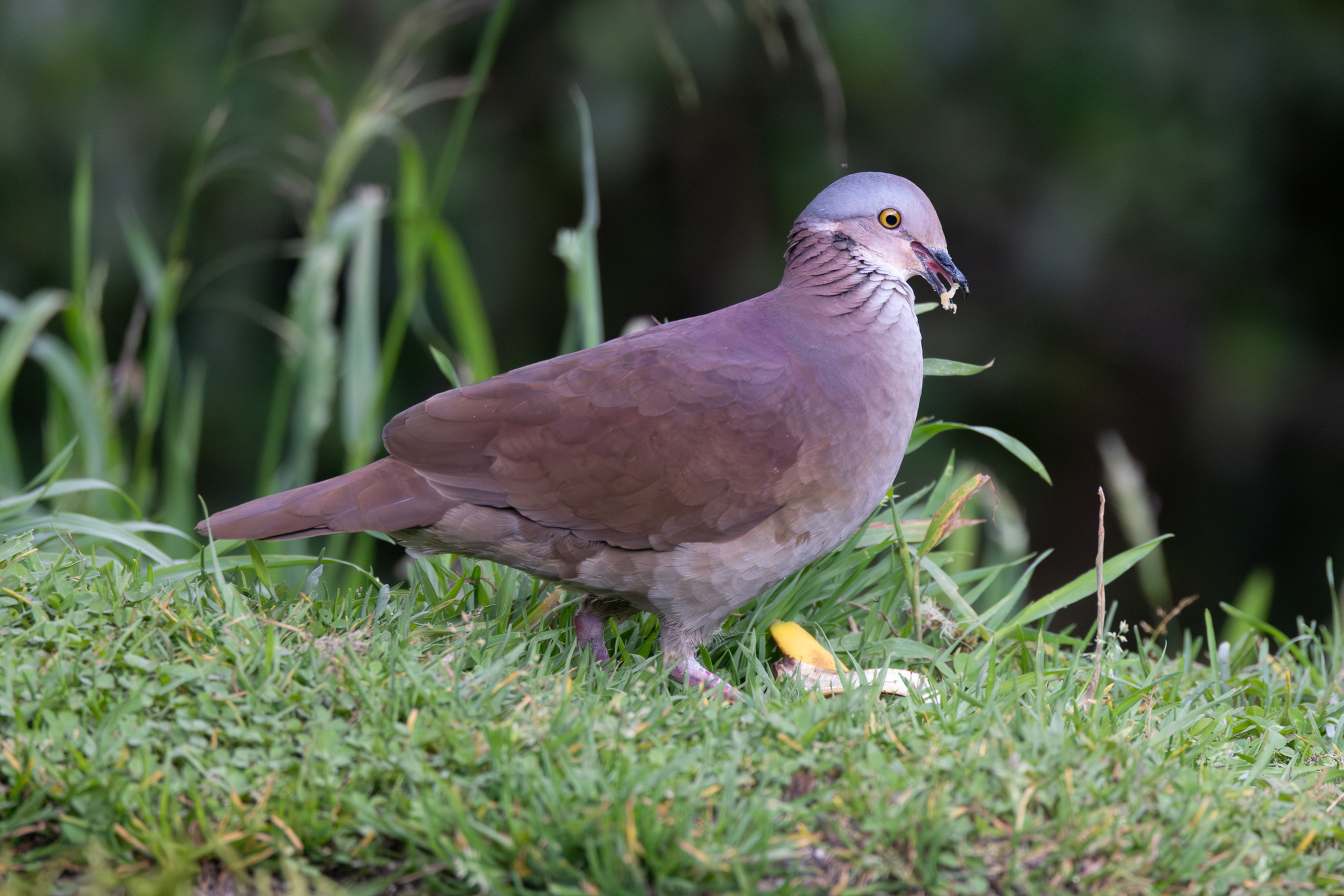 White-throated Quail-Dove (Zentrygon frenata), photo 3