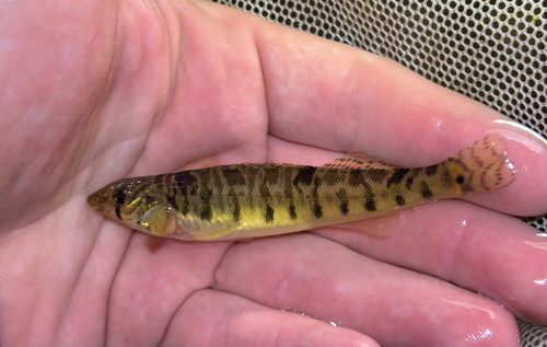 Roanoke Logperch