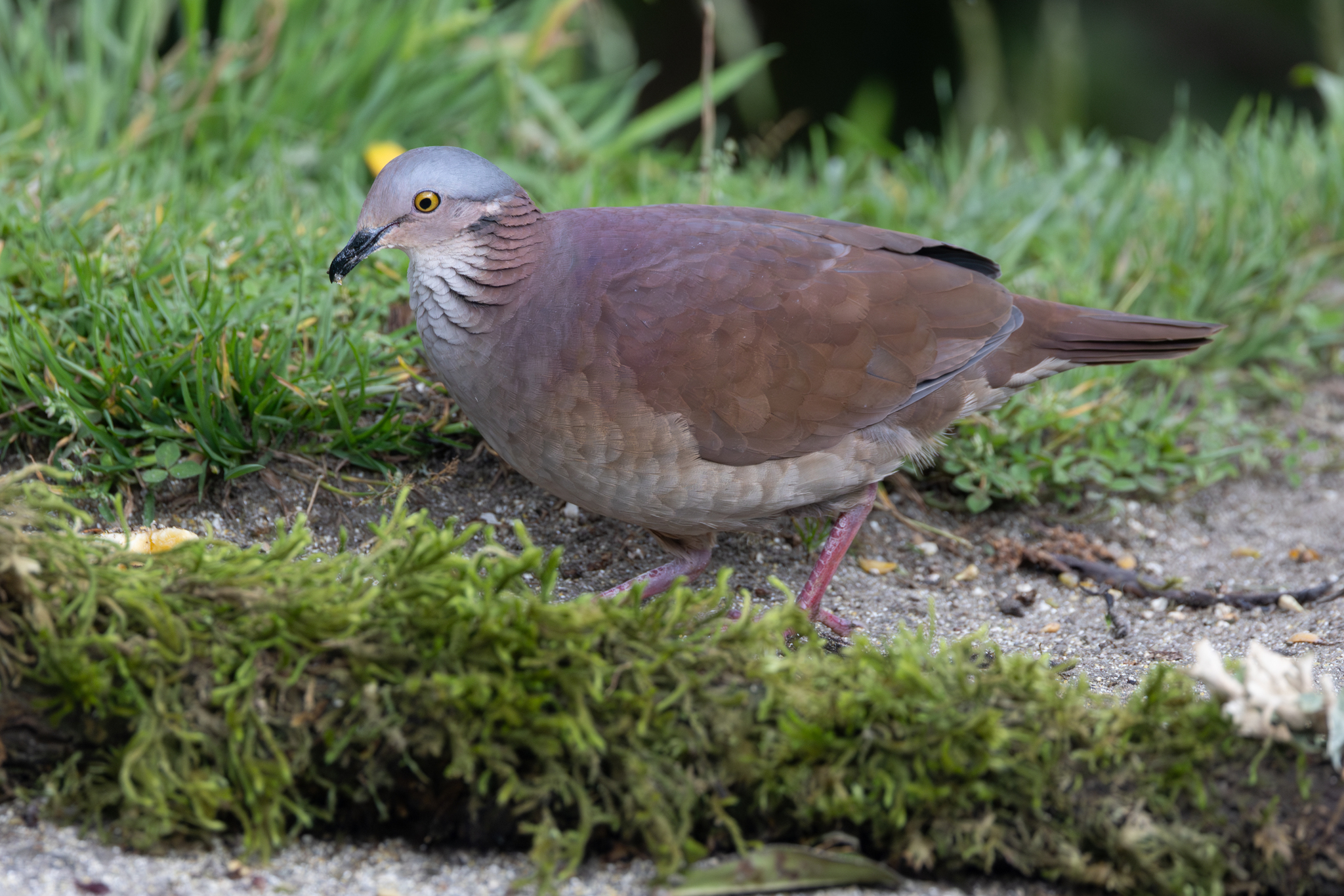White-throated Quail-Dove (Zentrygon frenata), photo 4