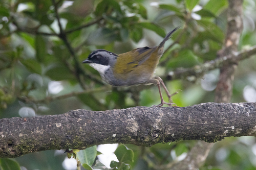Grey-browed Brushfinch (Arremon assimilis), photo 6