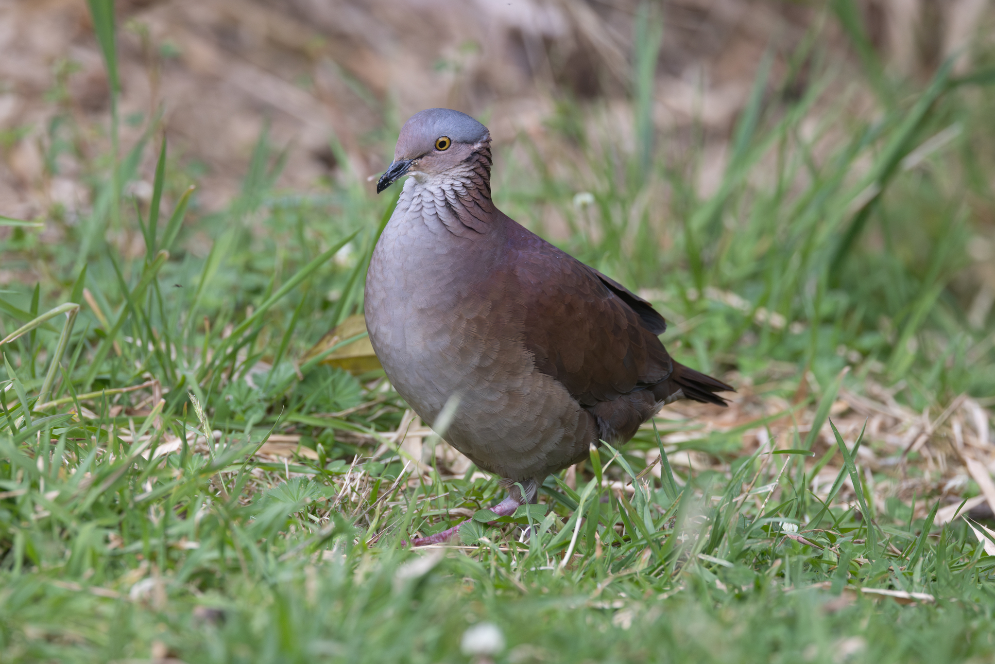 White-throated Quail-Dove (Zentrygon frenata), photo 6