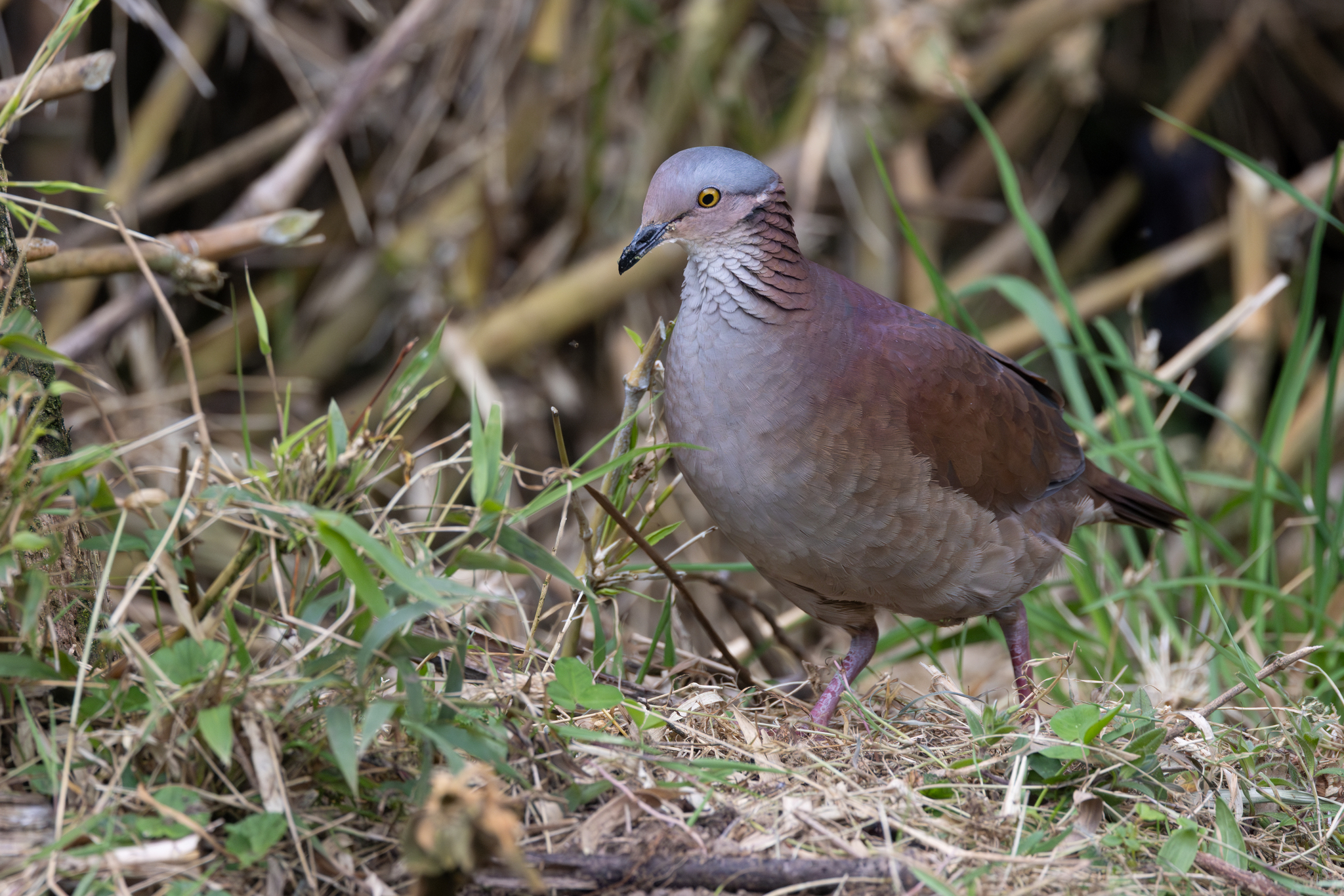 White-throated Quail-Dove (Zentrygon frenata), photo 7
