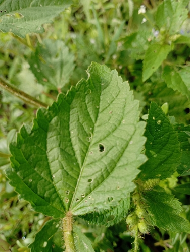 Croton hirtus, photograph 3