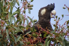 Long-Billed Black-Cockatoo photo 3