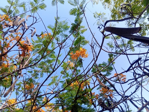 yellow royal poinciana