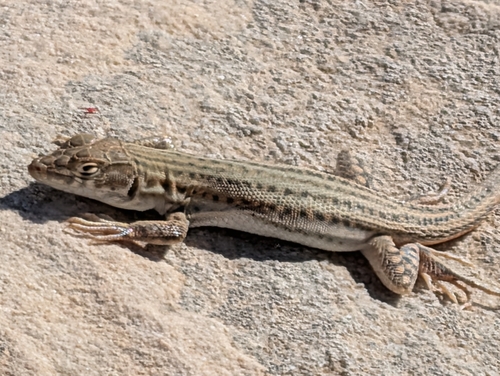 Bosc’s Fringe-toed lizard