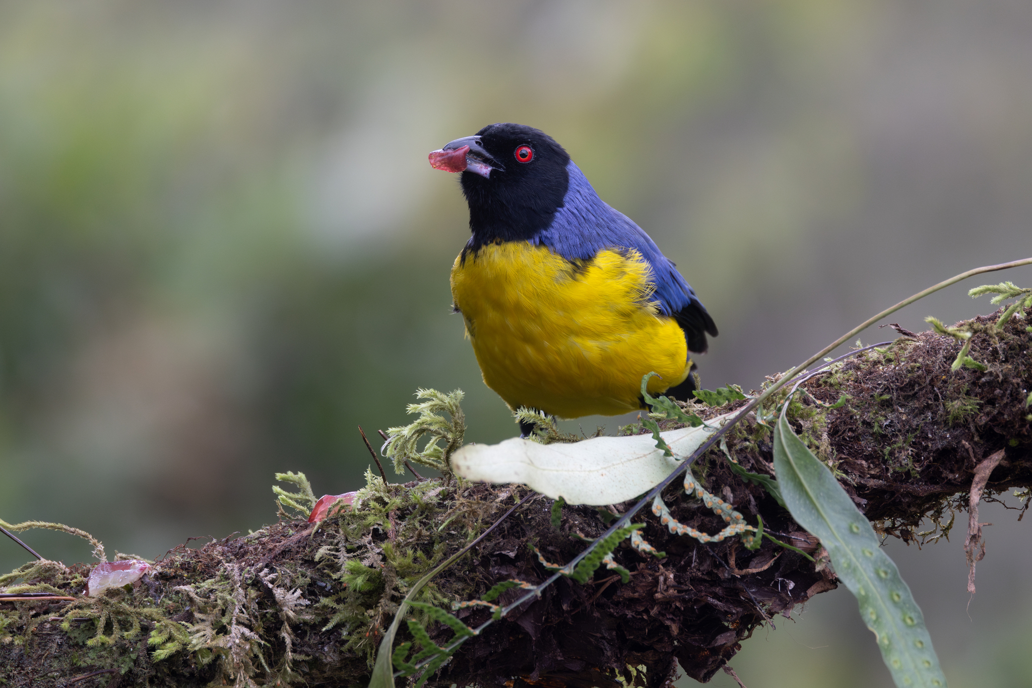 Hooded Mountain Tanager (Buthraupis montana), photo 3
