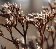Limonium californicum