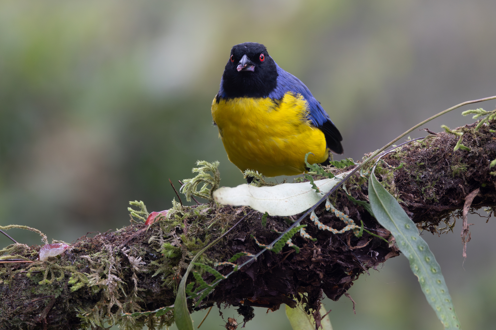Hooded Mountain Tanager (Buthraupis montana), photo 6