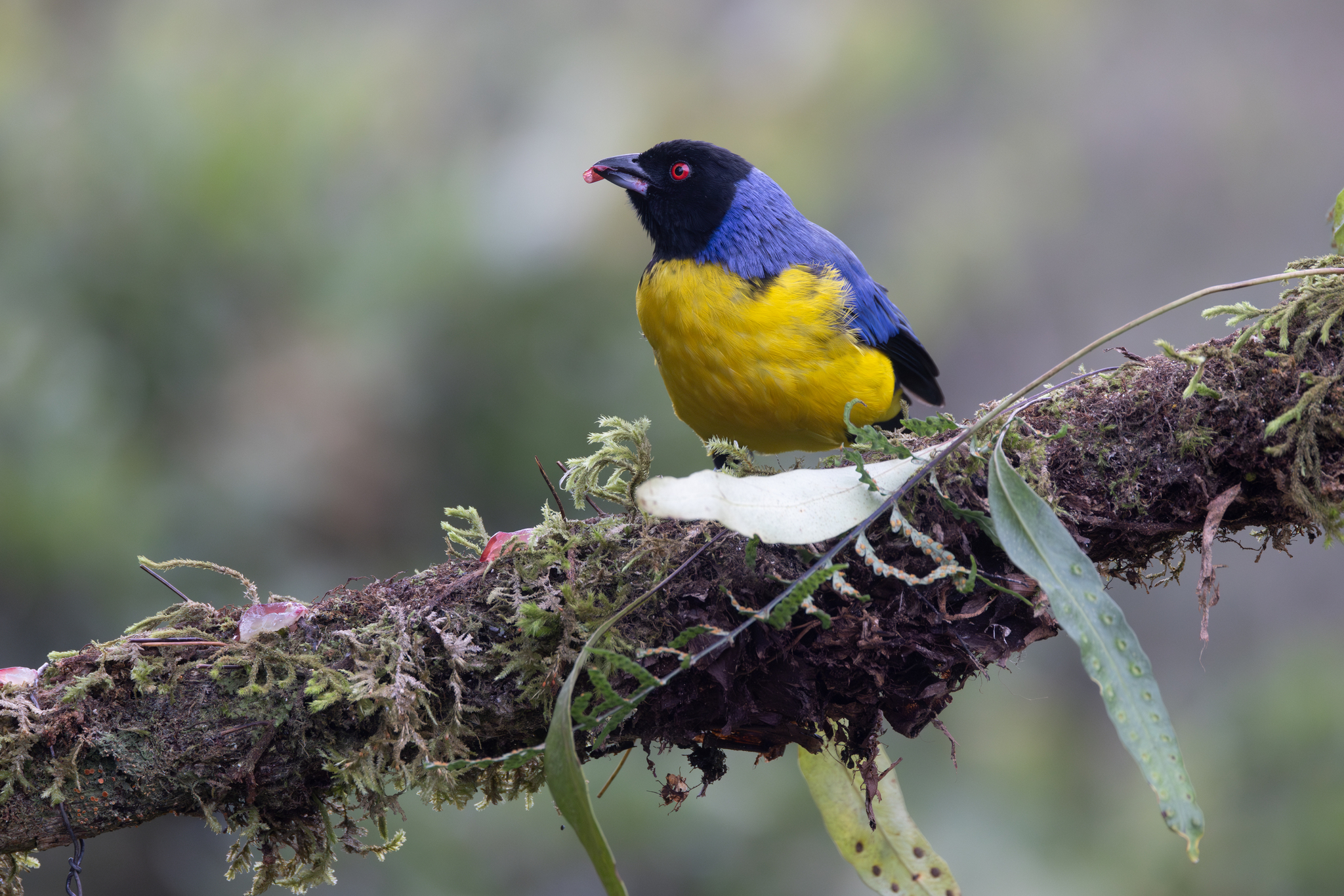 Hooded Mountain Tanager (Buthraupis montana), photo 7