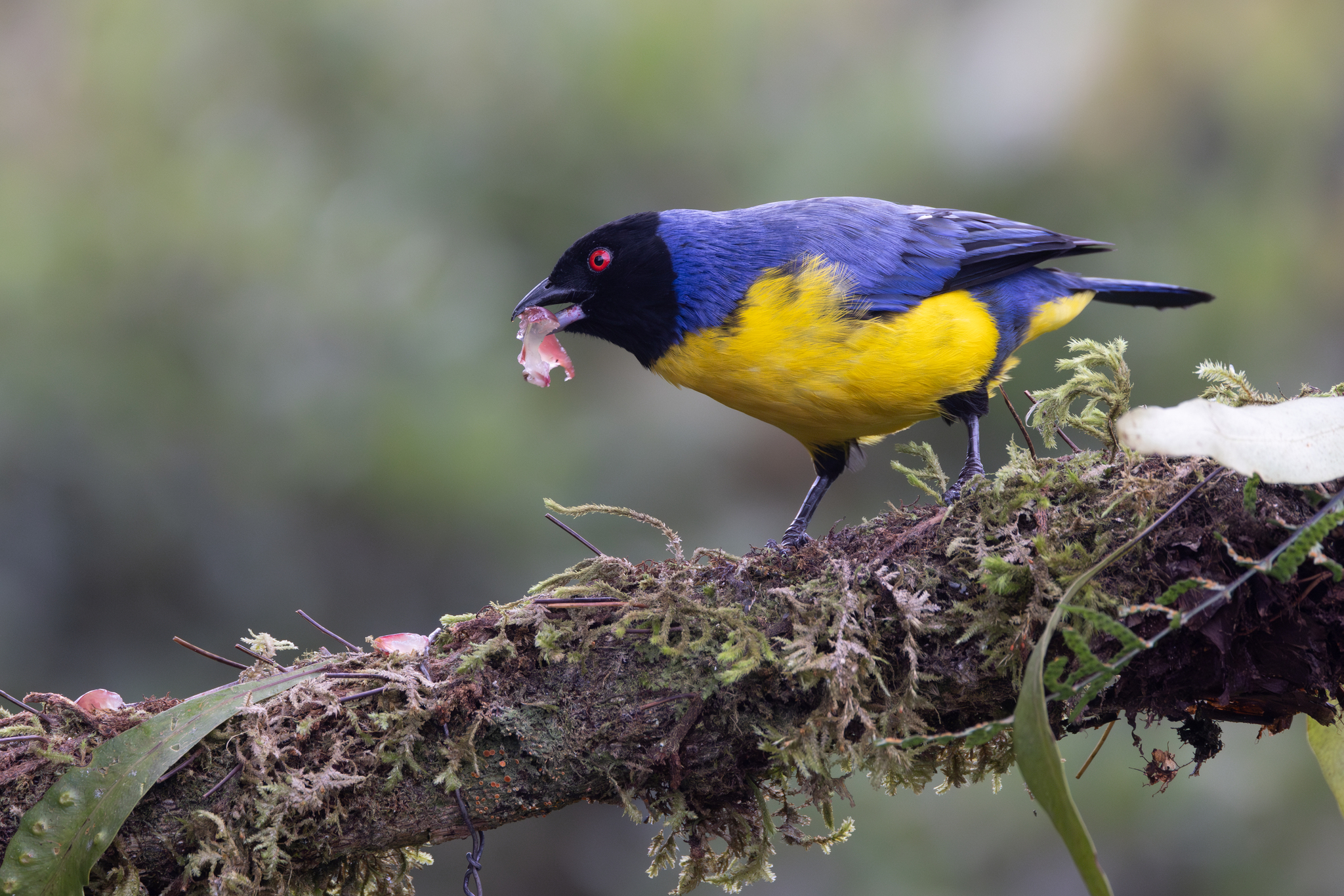 Hooded Mountain Tanager (Buthraupis montana), photo 8